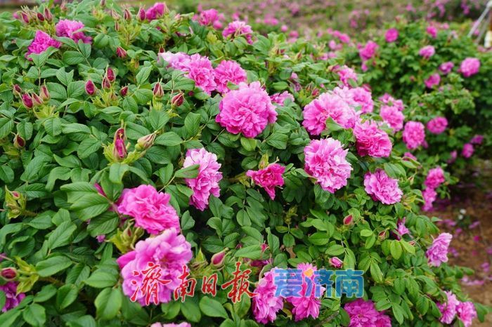 春日暖阳，带你奔赴浪漫花约，济南市特色林果赏花攻略来啦→