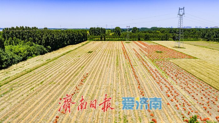 槐荫区玉清湖街道小杨庄洋葱喜获丰收 硕果飘香助农增收