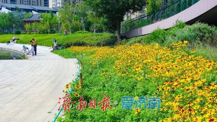 鎏金花开满湖畔云锦湖畔毛叶金光菊绚烂盛放