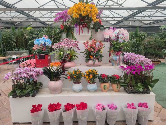 赏花购年货一站式解锁，济南公园里的新春盛典来啦