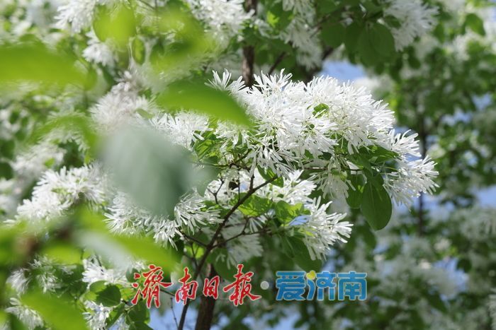 济南CBD流苏盛放白如雪