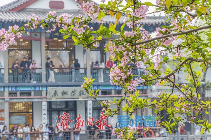 一年四季 泉在济南丨樱花海棠相竞艳，泉城春色醉游人