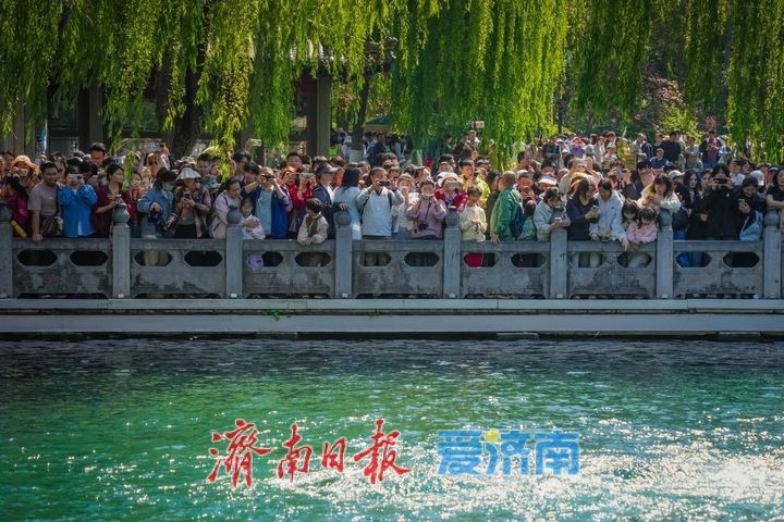 赏泉热潮！“五一”假期趵突泉客流持续高峰