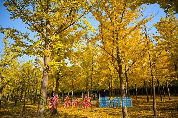 一年四季 泉在济南丨金叶翩跹母亲河 百亩银杏绘就生态画卷