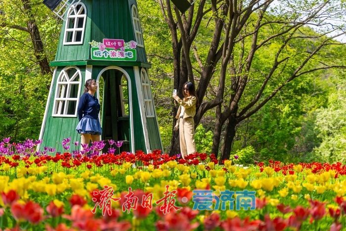 一年四季 泉在济南丨红叶谷百万郁金香盛放，点亮泉城春日盛景