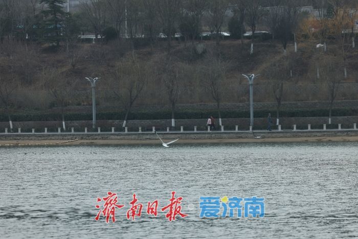 湖光潋滟处，鸥鸟共春舞——春日凤凰湖生机勃勃