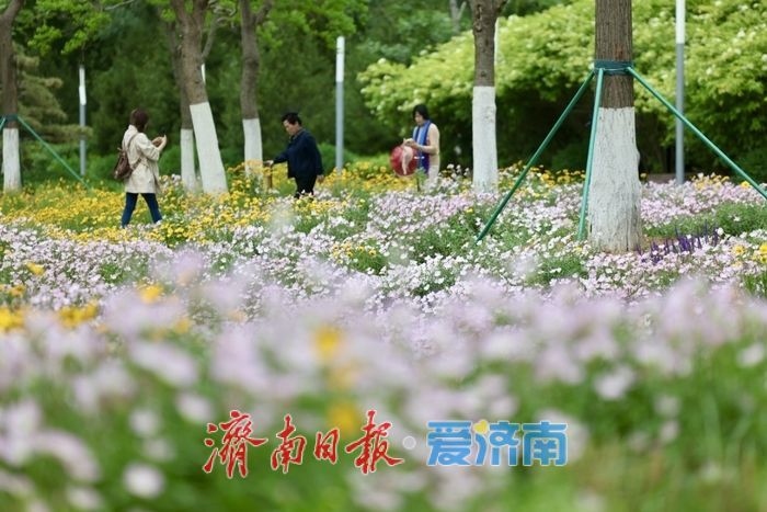 济南CBD初夏限定！美丽月见草盛开，绘就城市浪漫画卷