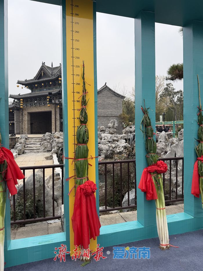 2.27米，2025章丘葱王诞生