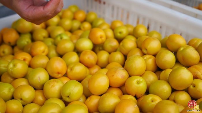 “杏”运随行 泉水人家社区里再开集