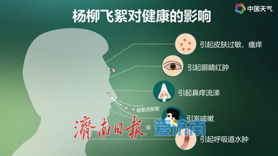 济南飞絮高峰来袭，这些防护措施快收好