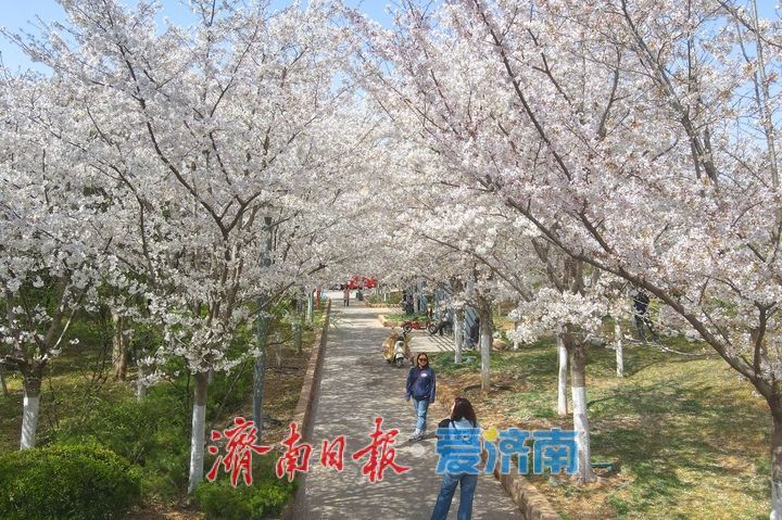 滨湖广场樱花盛放，成春日热门打卡点