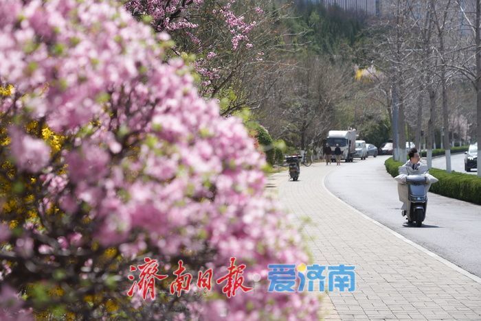 奥体东路变身“花海大道”