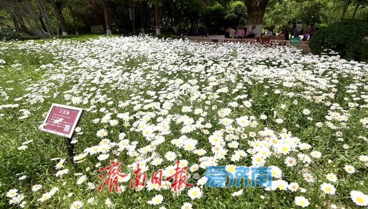 泉城五月花事浓！济南花圃公园化身“天然调色盘”