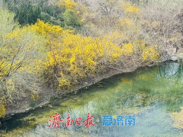 历阳湖春景如画 碧水垂柳醉泉城