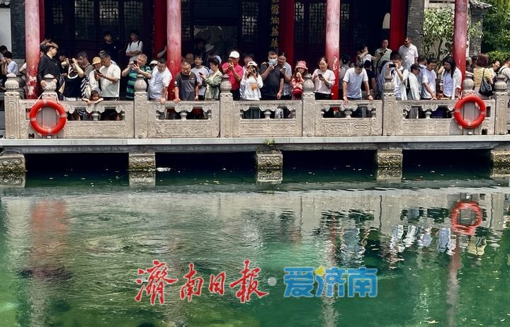 一年四季 泉在济南｜雨后趵突泉水位回升 泉水欢腾引游客