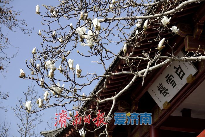 一年四季 泉在济南丨泉水叮咚，玉兰花开