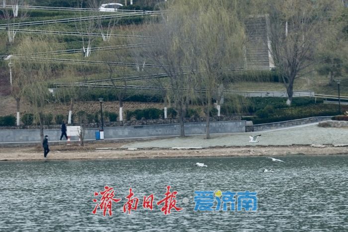 湖光潋滟处，鸥鸟共春舞——春日凤凰湖生机勃勃