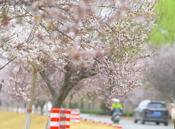 一路繁花醉人心，济南黄河畔“樱花大道”等你来打卡
