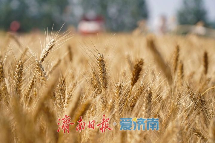 趵眼丨从一季夏收，窥见济南现代农业崛起之路