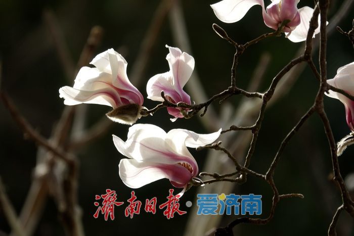 一年四季 泉在济南丨泉水叮咚，玉兰花开