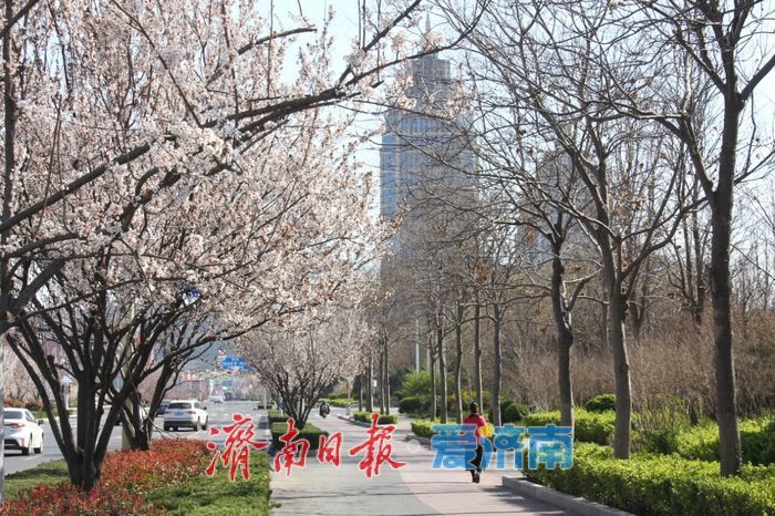 2026年济南特色道路赏花指南——全城花海，一路芬芳