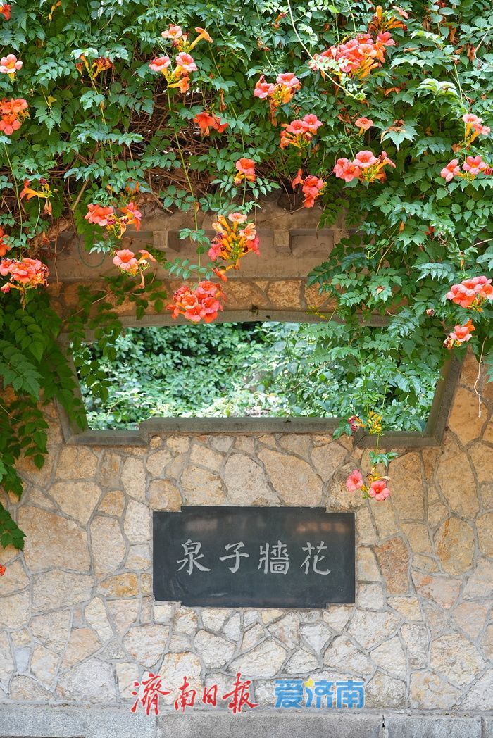 一年四季 泉在济南丨花墙子泉畔凌霄开 花泉相映尽显泉城诗意
