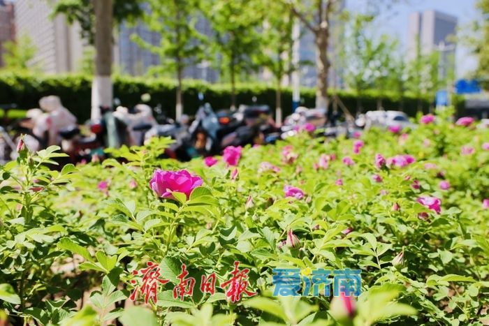 一年四季 泉在济南丨春雨润泉城 首批玫瑰绽放添浪漫