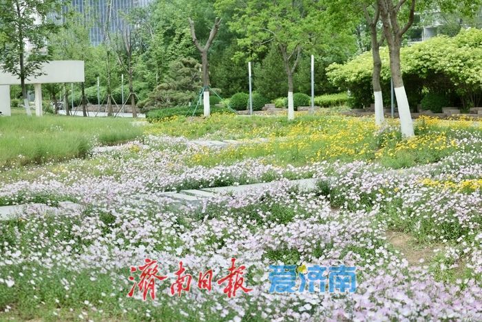 济南CBD初夏限定！美丽月见草盛开，绘就城市浪漫画卷