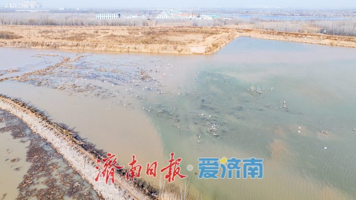 济南黄河北现“水上观鸟路” 百只天鹅伴游成冬日奇景
