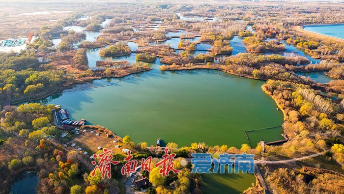 芦花纷飞裹碧湖 初冬湿地美如画——济西国家湿地公园诗意灵动