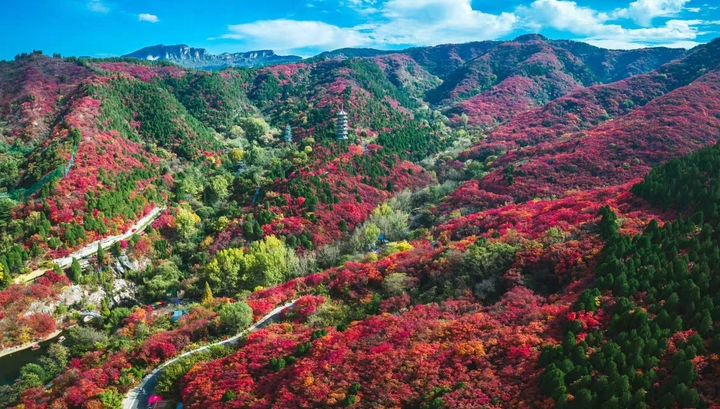 一年四季 泉在济南丨漫山红遍，红叶谷赏秋正当时