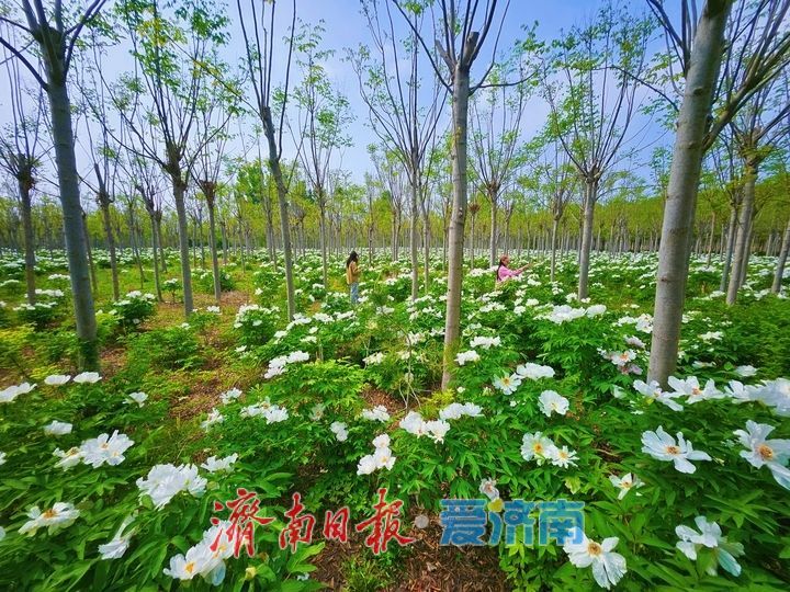 一年四季 泉在济南丨黄河岸边藏秘境 芍药繁花醉游人