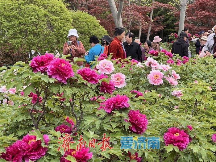 一年四季 泉在济南丨国色天香，醉美泉城