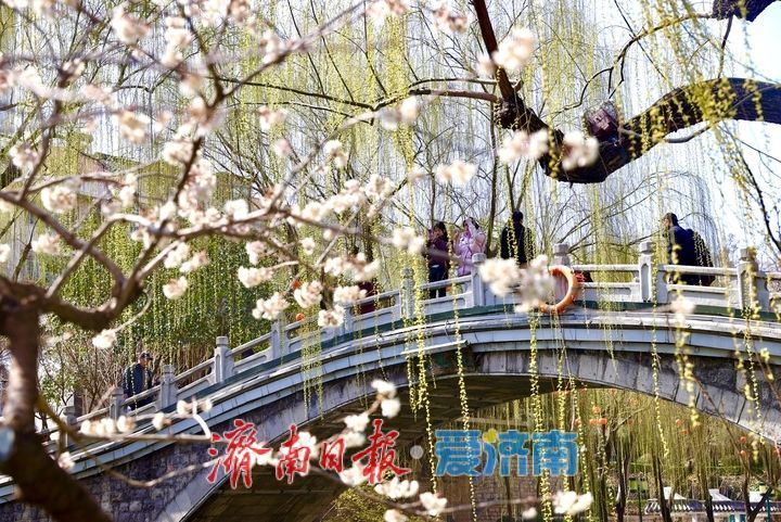 济南护城河畔春意现 蓝天回归柳色新