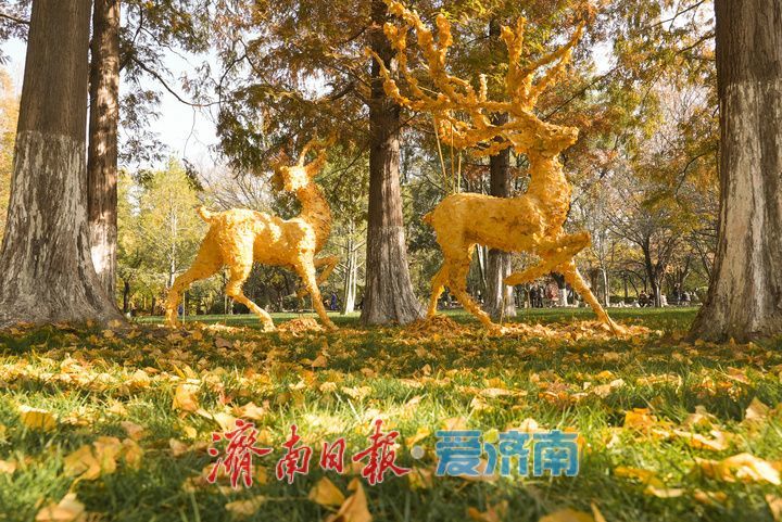 一年四季 泉在济南丨五龙潭水杉林现“银杏鹿”，落叶巧变打卡美景