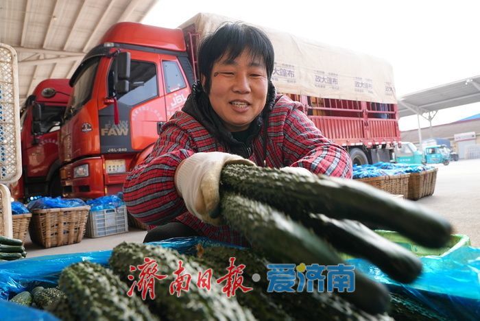 晨光下的车水马龙：黄瓜批发市场开市忙