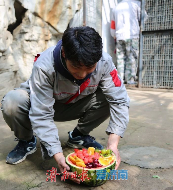 “壮壮”4岁了！济南动物园为金丝猴举行生日派对