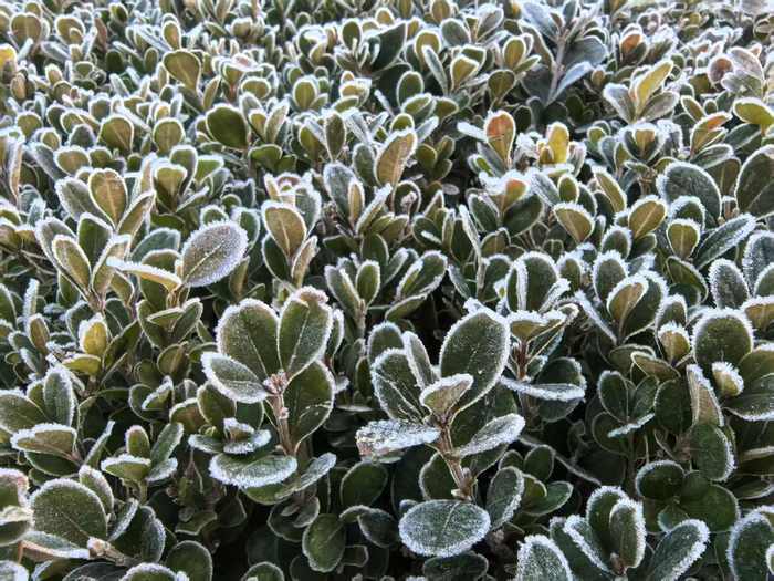 是霜不是雪！今晨草木披银装，泉城见霜华
