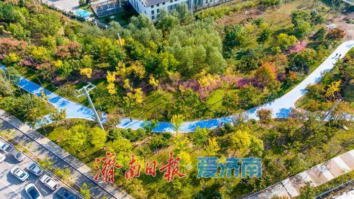 秋色如画正当时 望岳康体公园粉黛花开引客来