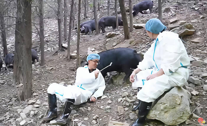 黑猪养在山林，肉过“清水关”    泉水人家的源虎黑猪肉把“慢猪”做成“长链”