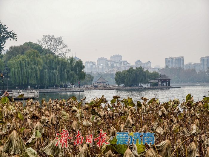 一年四季 泉在济南丨立冬时节，明湖残荷别样美