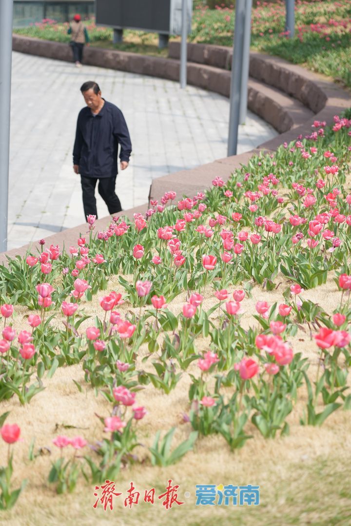 泉城人才公园郁金香盛放，春日氛围感拉满