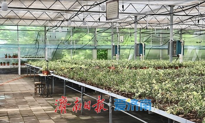 济南这个“网红村”，凭什么逆袭？