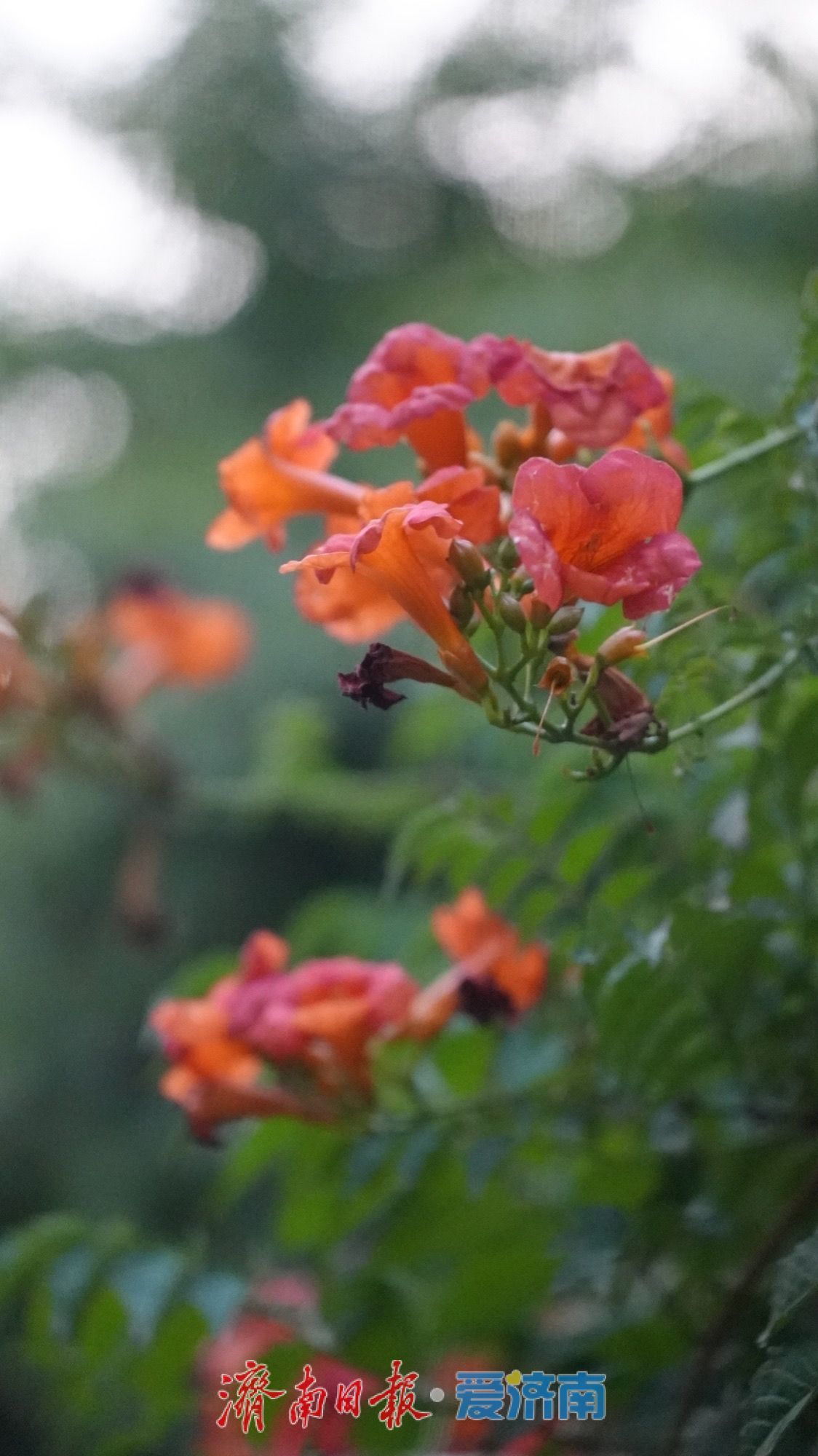 一年四季 泉在济南 