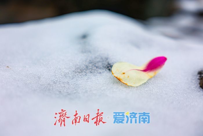 一年四季 泉在济南丨春雪映玉兰 泉城公园美翻了