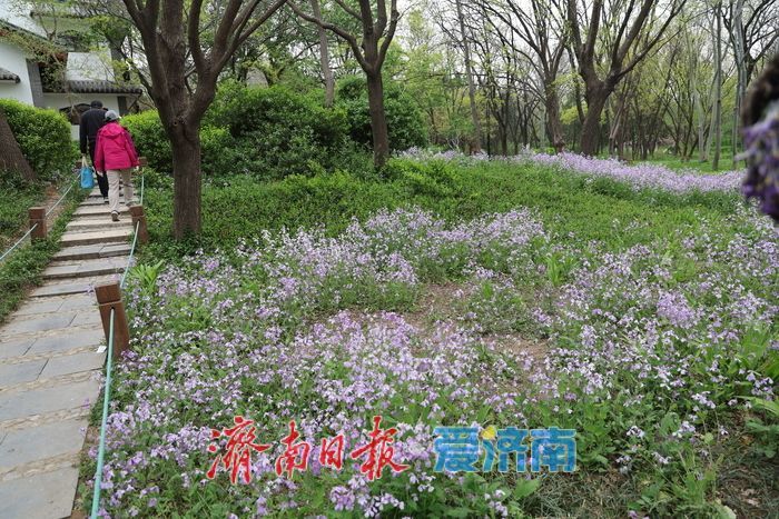 一年四季 泉在济南丨美翻了！千佛山二月兰盛开铺就“紫色海洋”