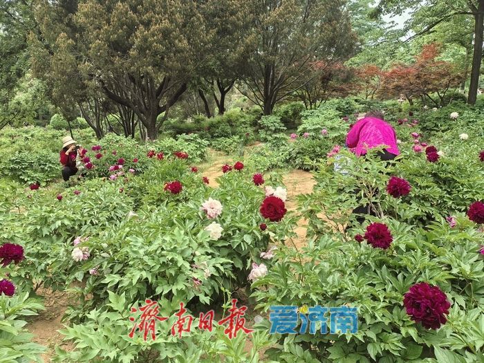牡丹落幕，芍药接棒！摄影大爷揭秘识别密码