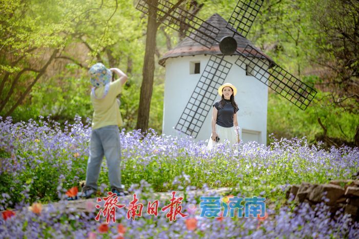 一年四季 泉在济南丨泉城春满山谷间！济南红叶谷郁金香与二月兰织就春日浪漫图景