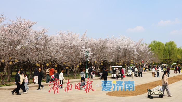 一年四季 泉在济南｜赴一场浪漫樱花雨 济南鲜花港露营赏樱正当时