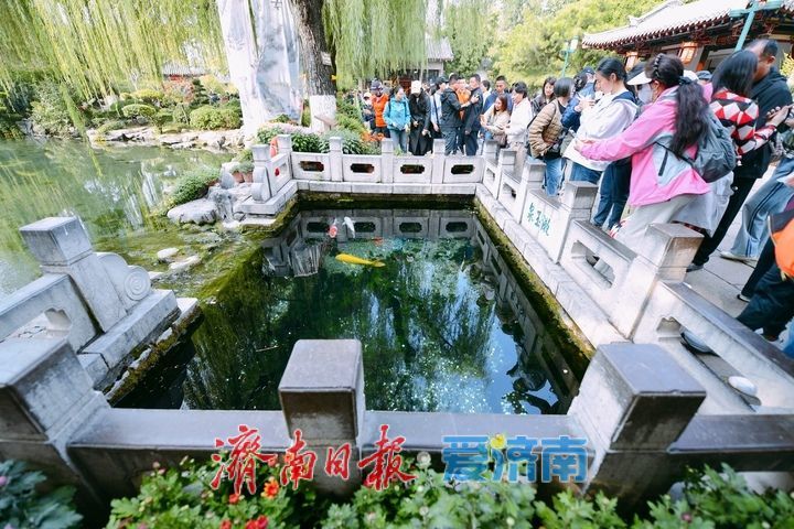 泉畔秋色菊香可待，济南市第47届趵突泉金秋菊展正式启幕